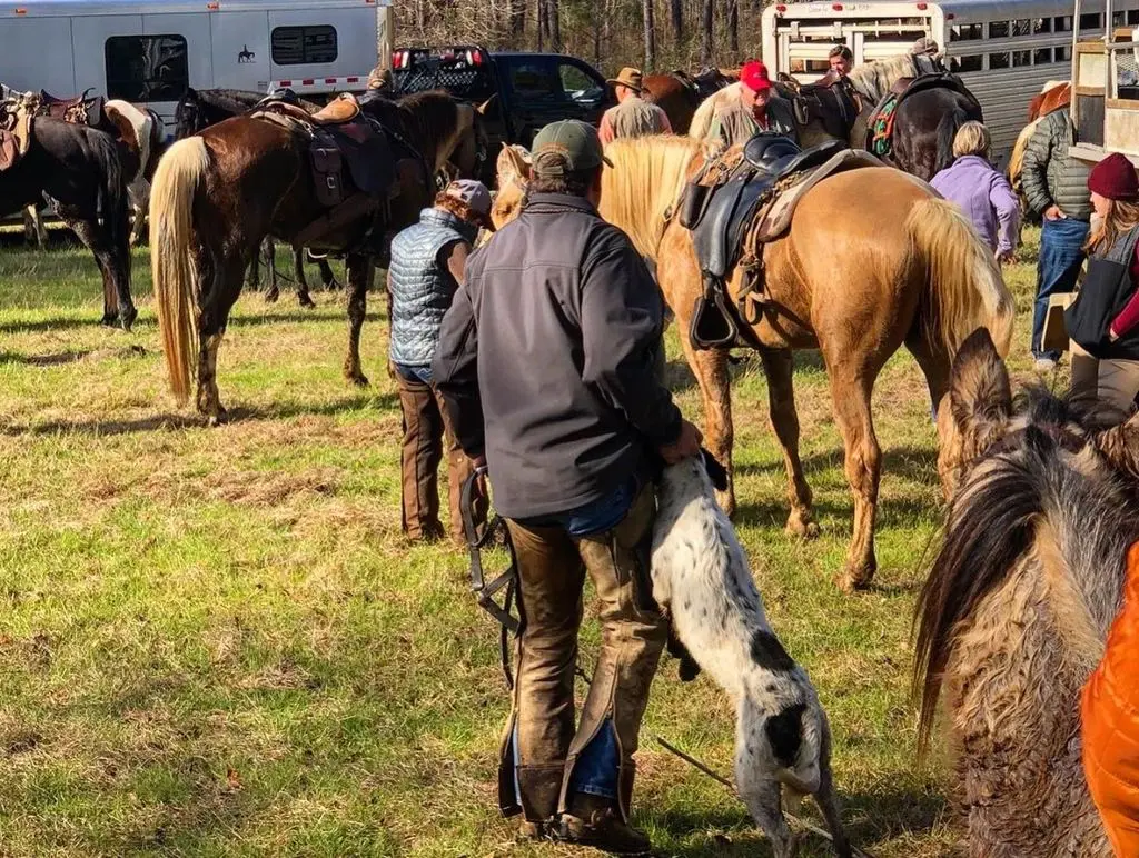 A setter greeting a handler at the staging field