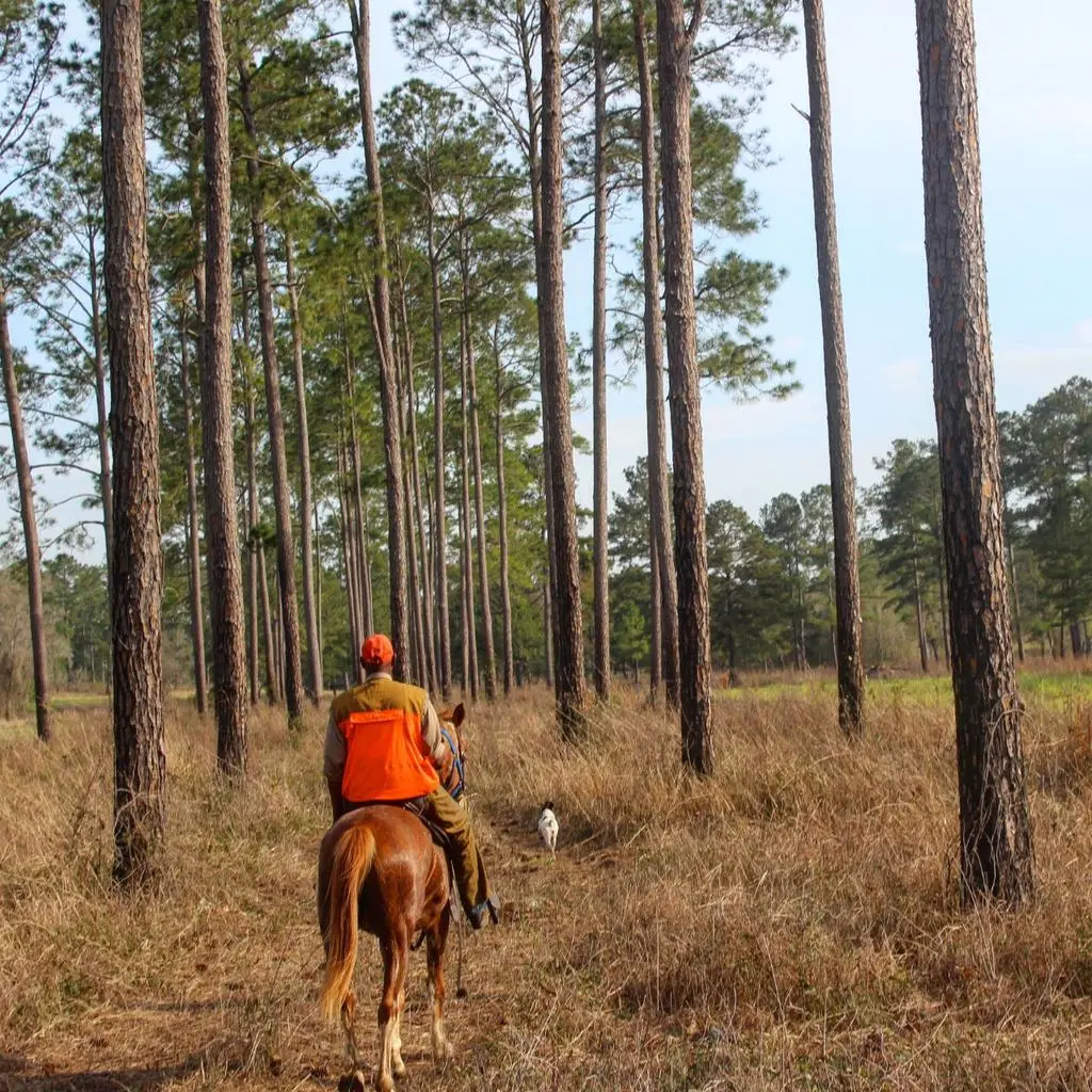 Riding the two-track through the tall pines
