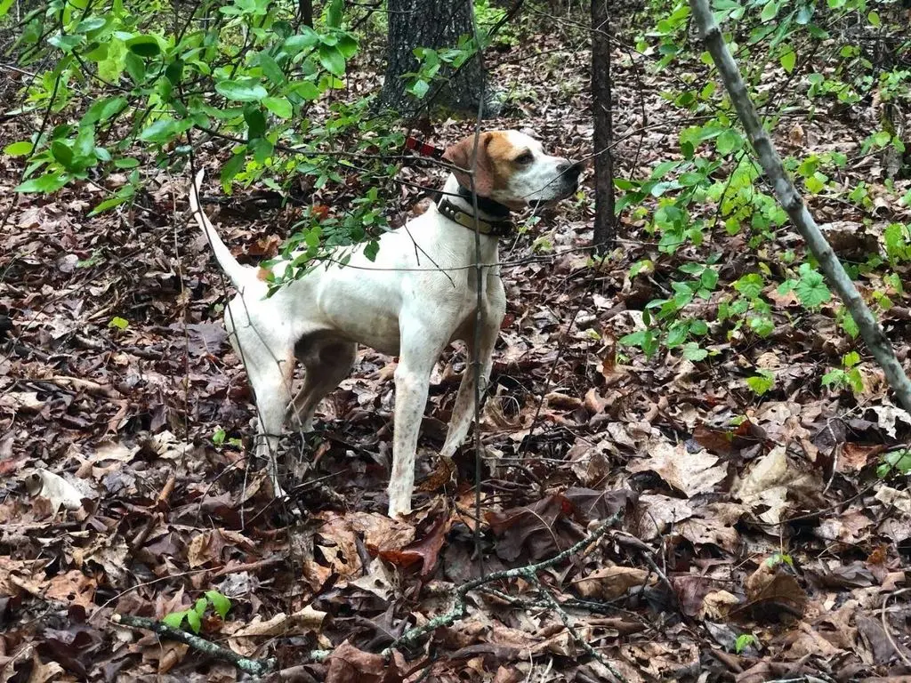 Pointer through the branches in the home woods