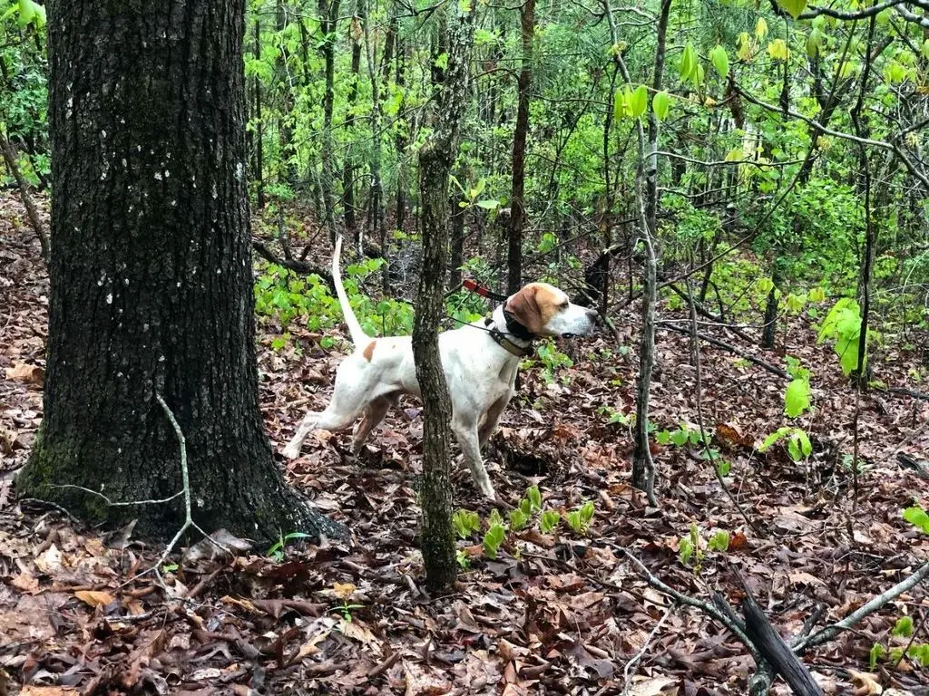 Pointer standing game in the spring greenup