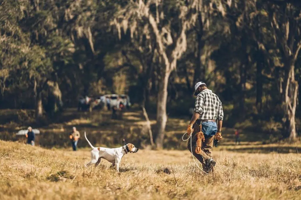 Handler walking his pointer out under the Spanish moss, gallery behind