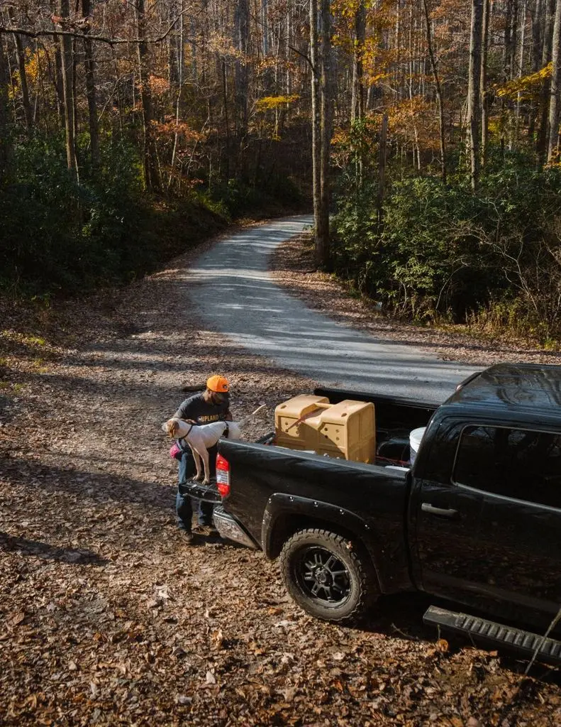 Loading dogs at the tailgate on a mountain forest road