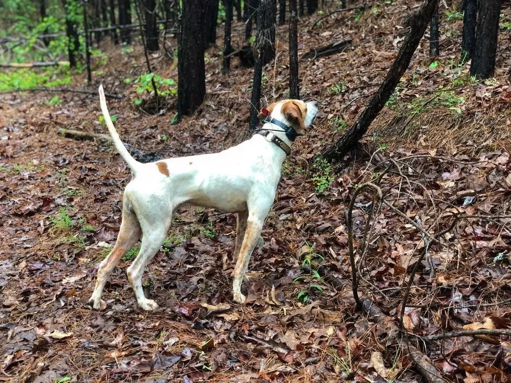 Pointer on point along the burned hillside