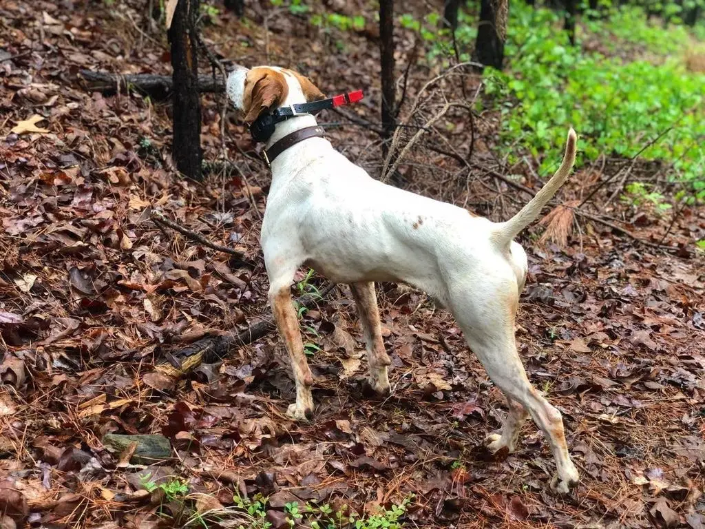 Pointer holding point down the leafy slope