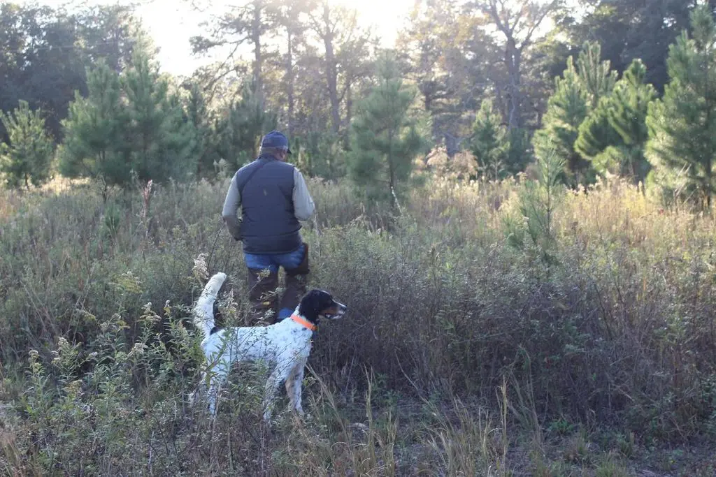 Walking out behind the setter at first light