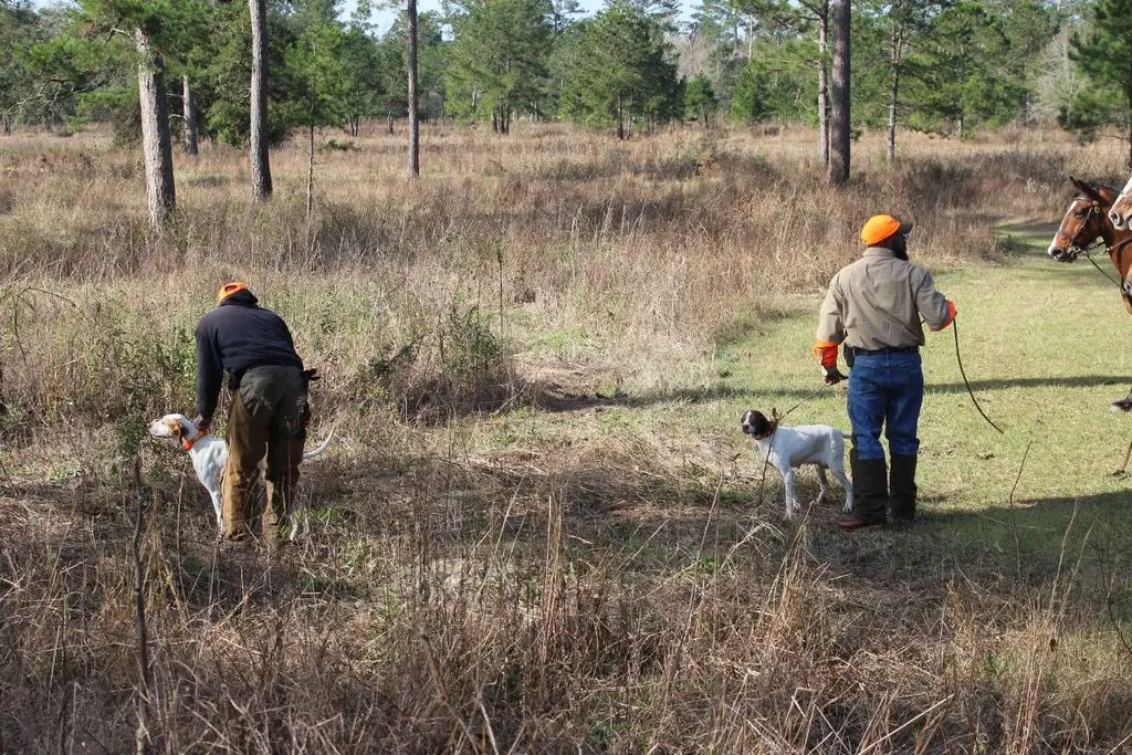 Two handlers styling their braced pointers before the breakaway