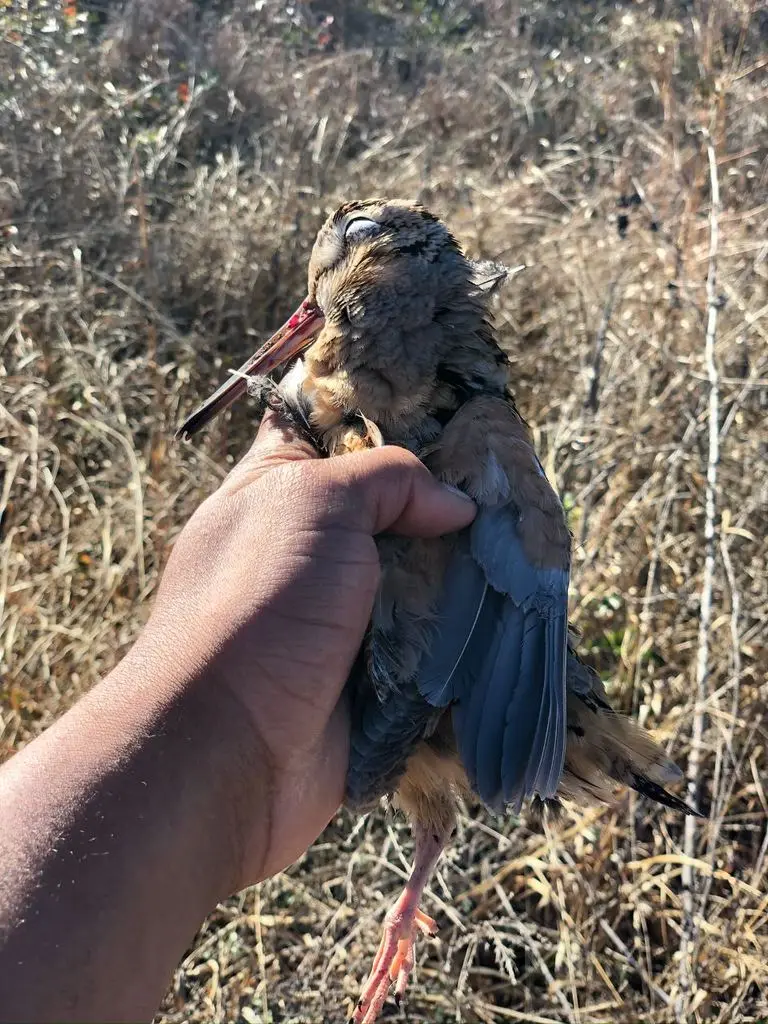 American woodcock in hand