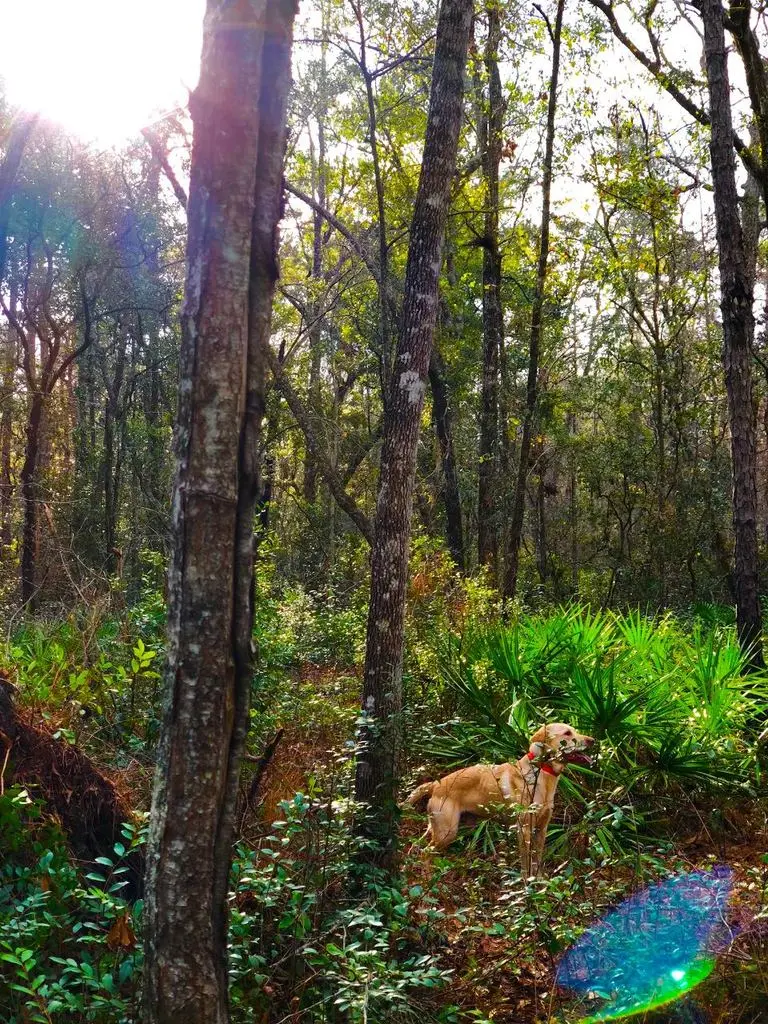 Crossing the swamp bottom behind the Lab
