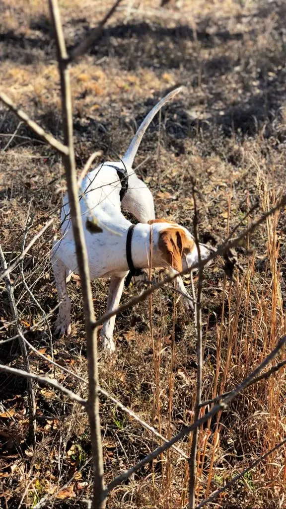 Pointer locked up in the briars