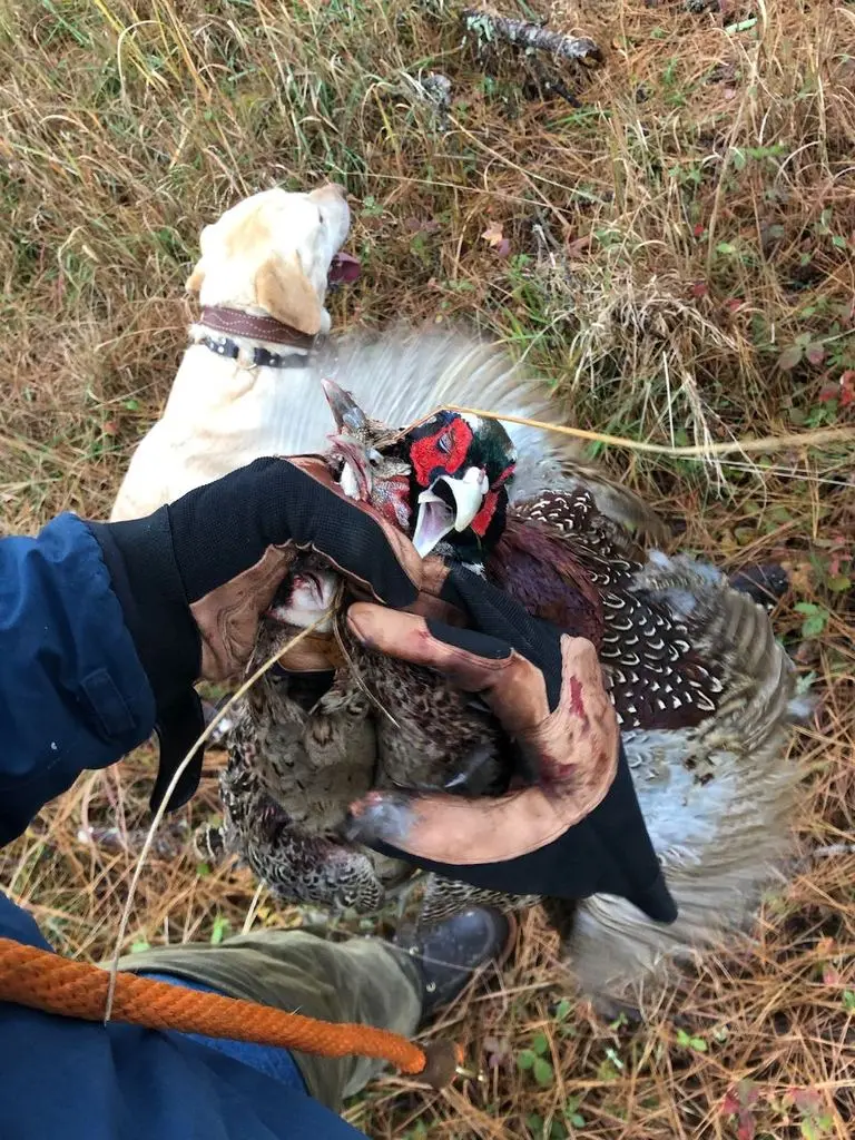 Rooster pheasant in hand with the Lab looking on