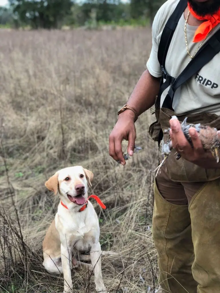 Walking in behind the dog, side-by-side in hand