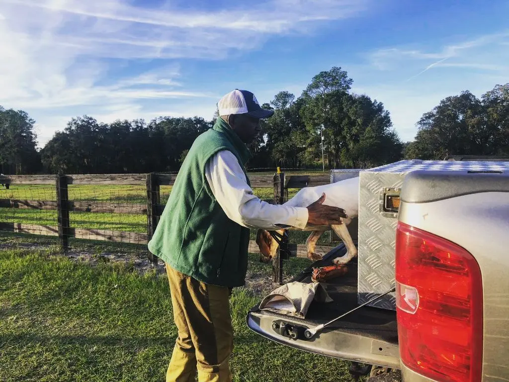 Loading the pointer into the dog box