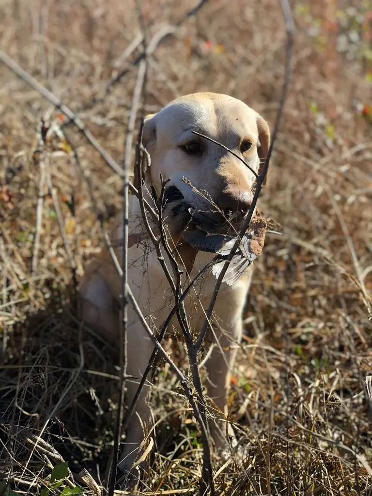 Yellow Lab delivering a quail to hand
