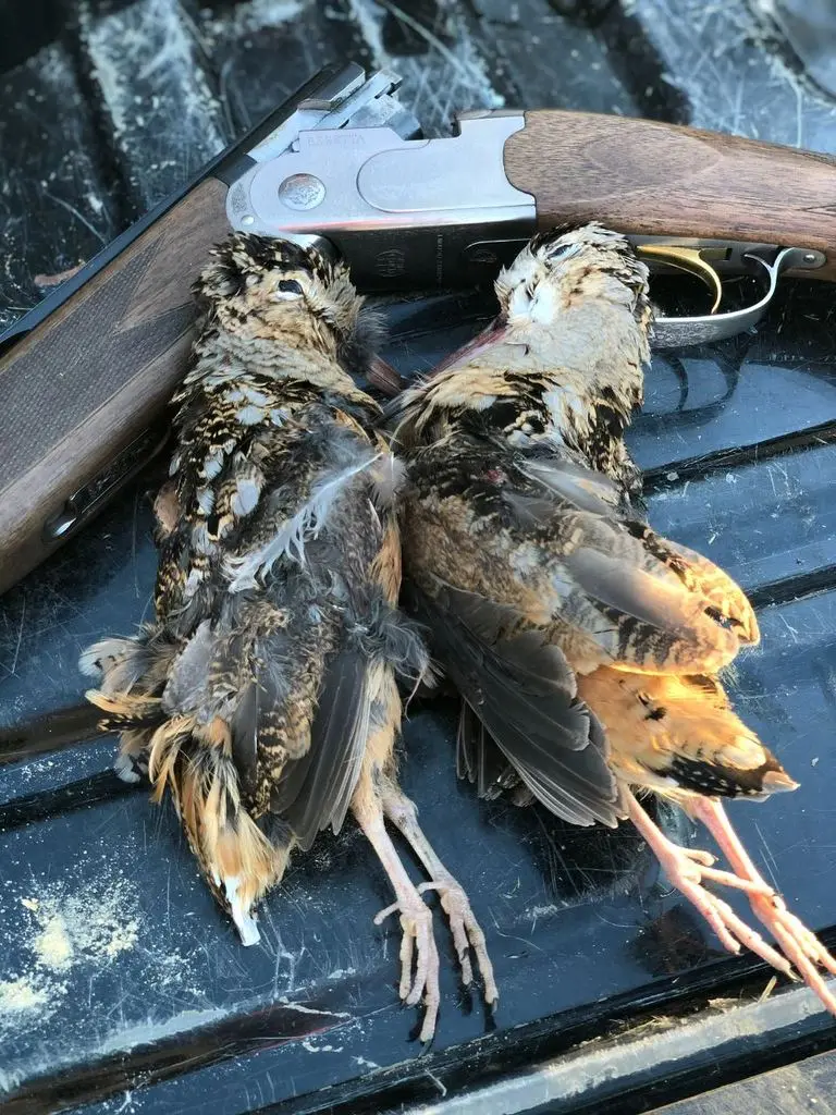 A pair of woodcock beside the Beretta on the tailgate