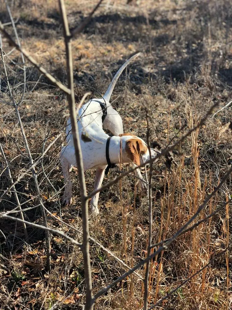 Pointer standing game through the branches