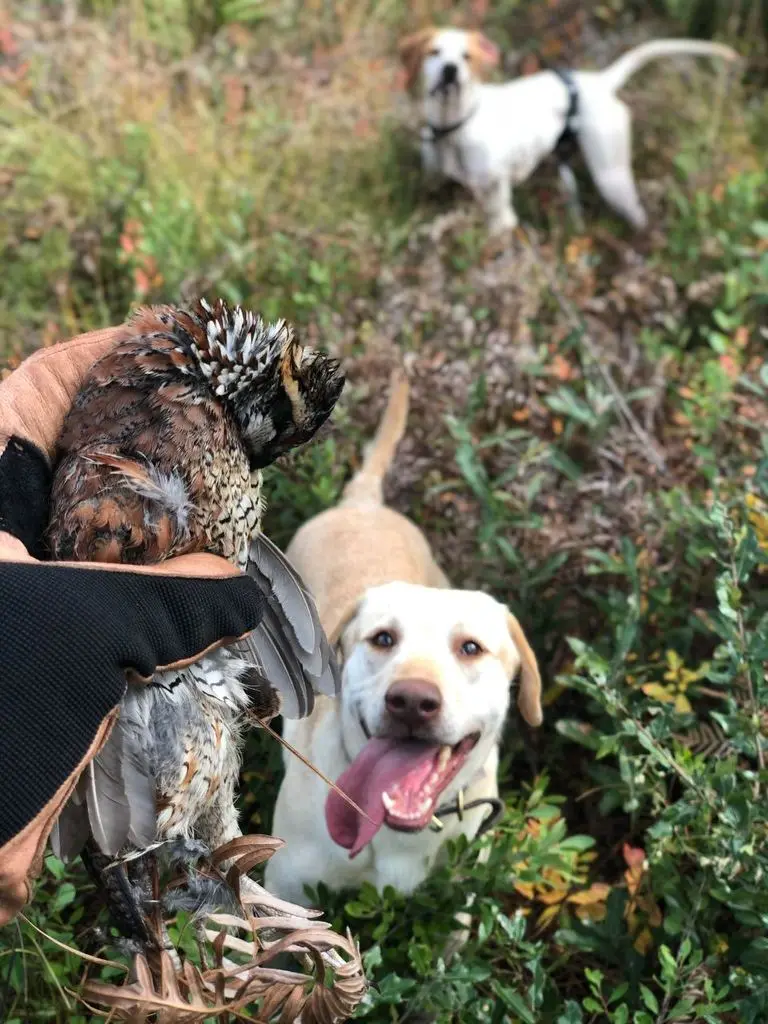 Bobwhite in a gloved hand, Lab and pointer waiting