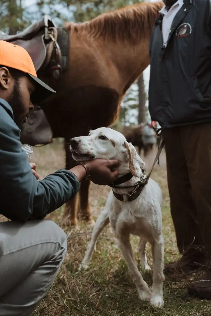 Watering a pointer at the horses between braces