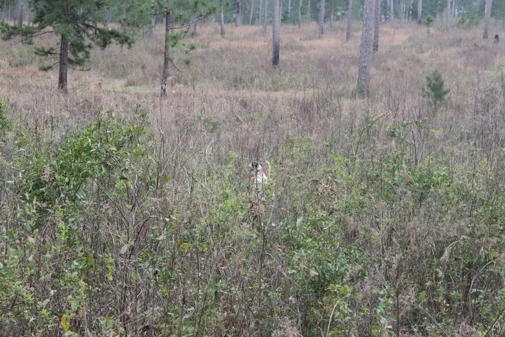 Riders in club jackets gathered in the longleaf