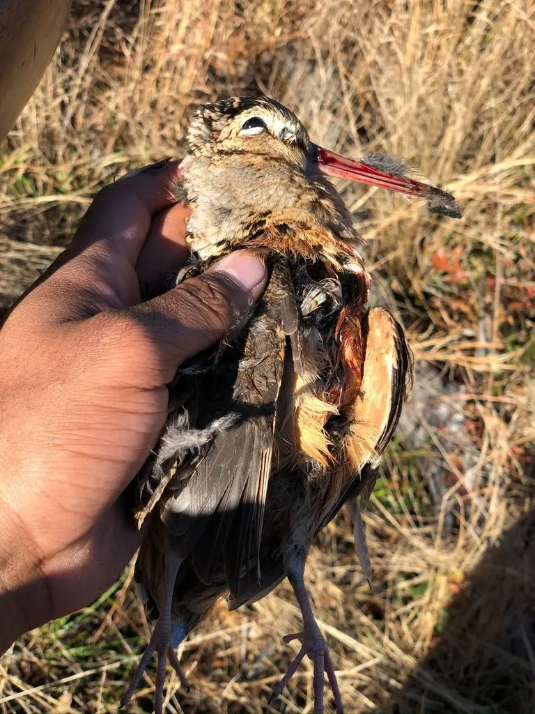 Woodcock in hand, low winter sun