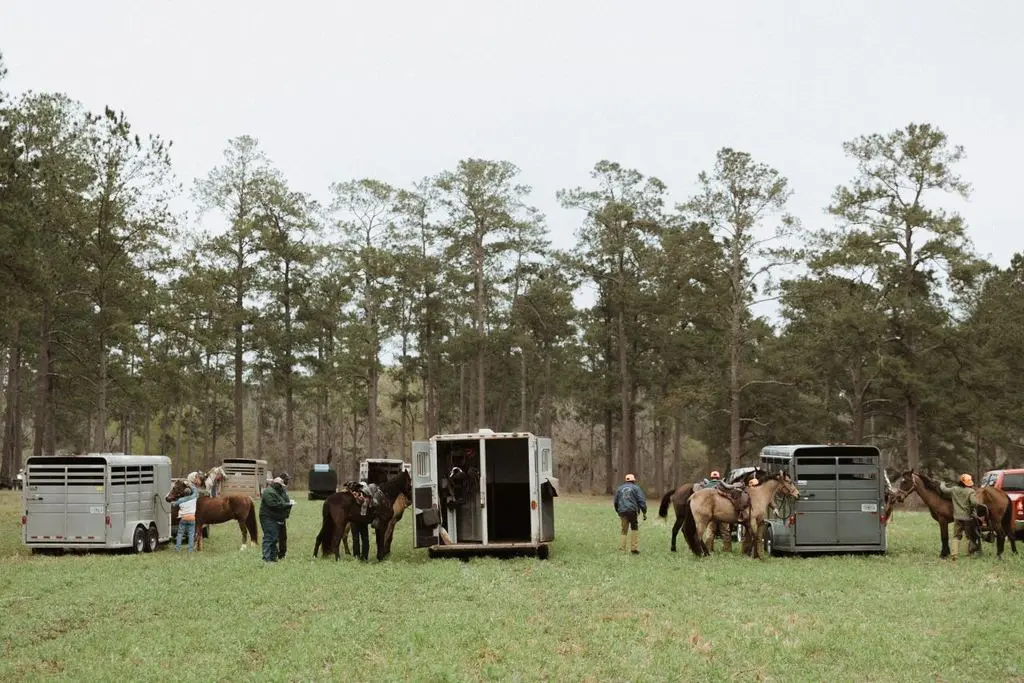Trailers and horses staging in the pines before the trial