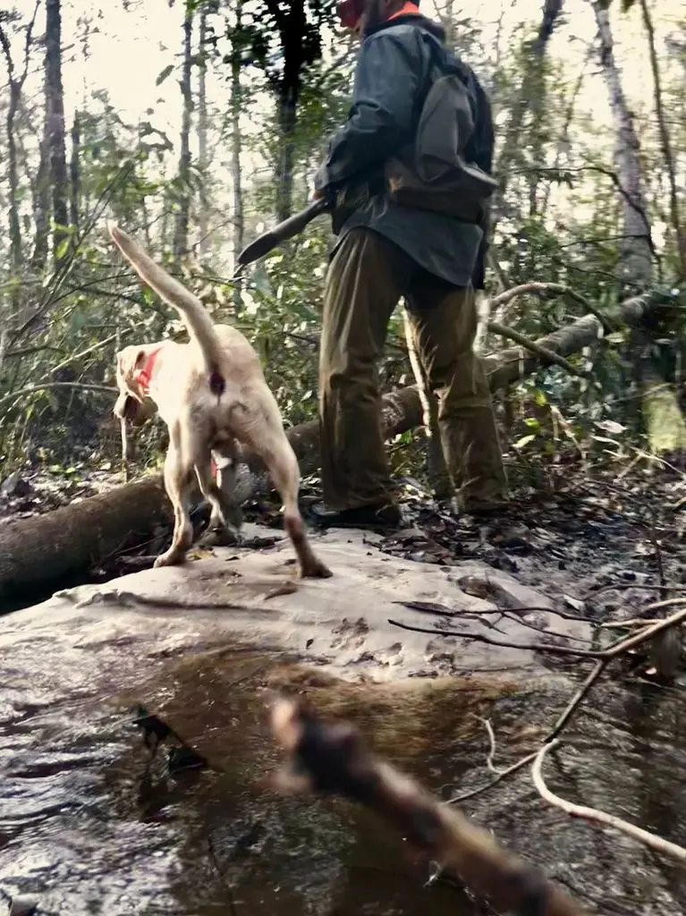 Bobwhite in hand, the Lab waiting behind