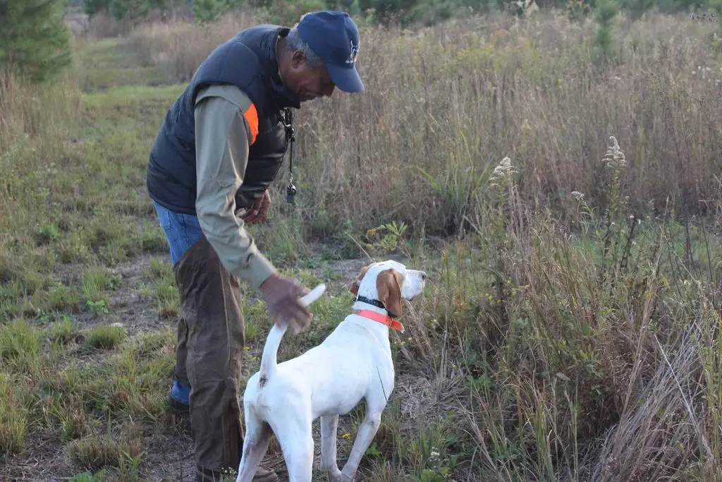Mentor styling up a pointer in the broomsedge
