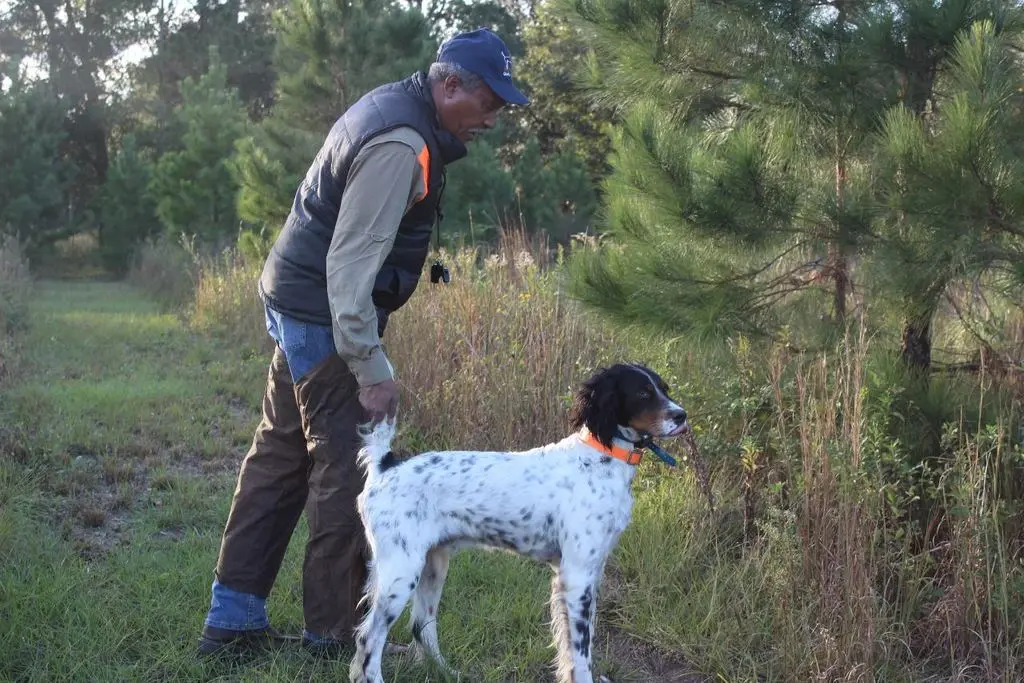 Mentor with a tricolor setter beside a young pine