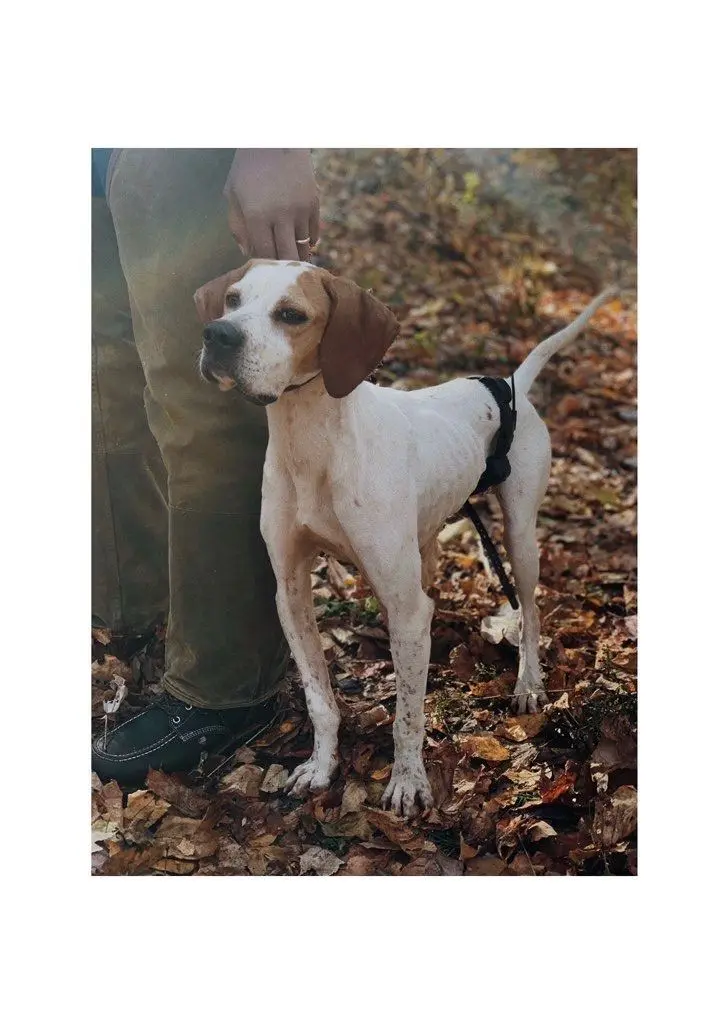 Film scan of the pointer standing in autumn leaves