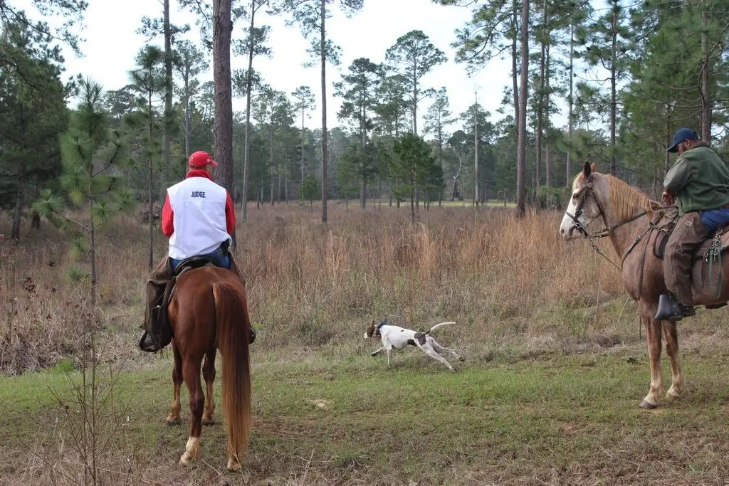 The judge on the buckskin