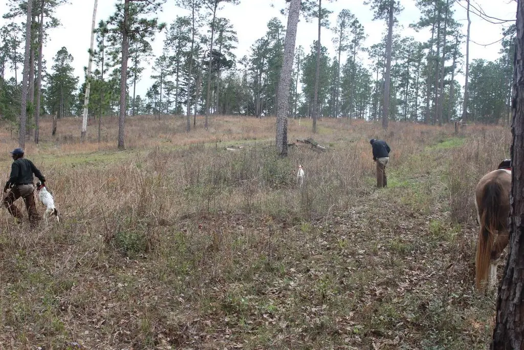 Riding out under the pines