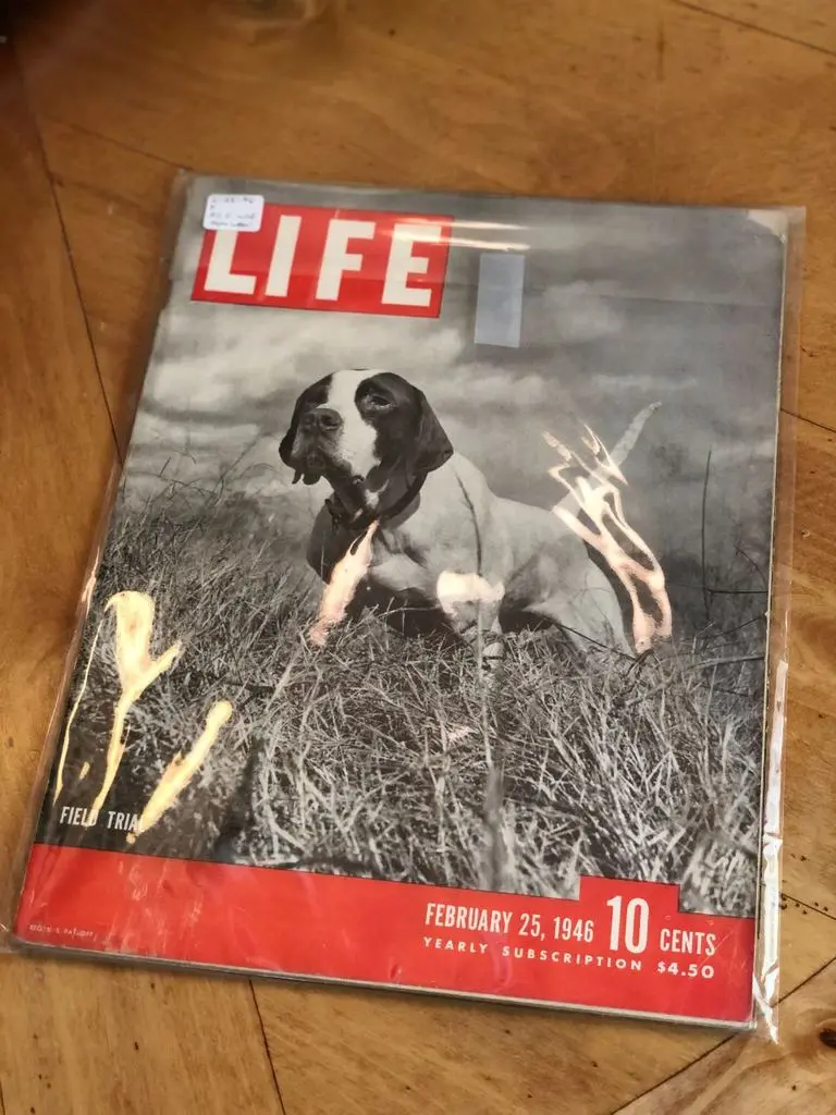 LIFE magazine cover, February 25, 1946 — Field Trial, a pointer in the sedge