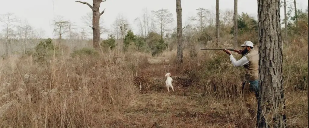Shooting over the flush from the pine edge, setter marking the fall