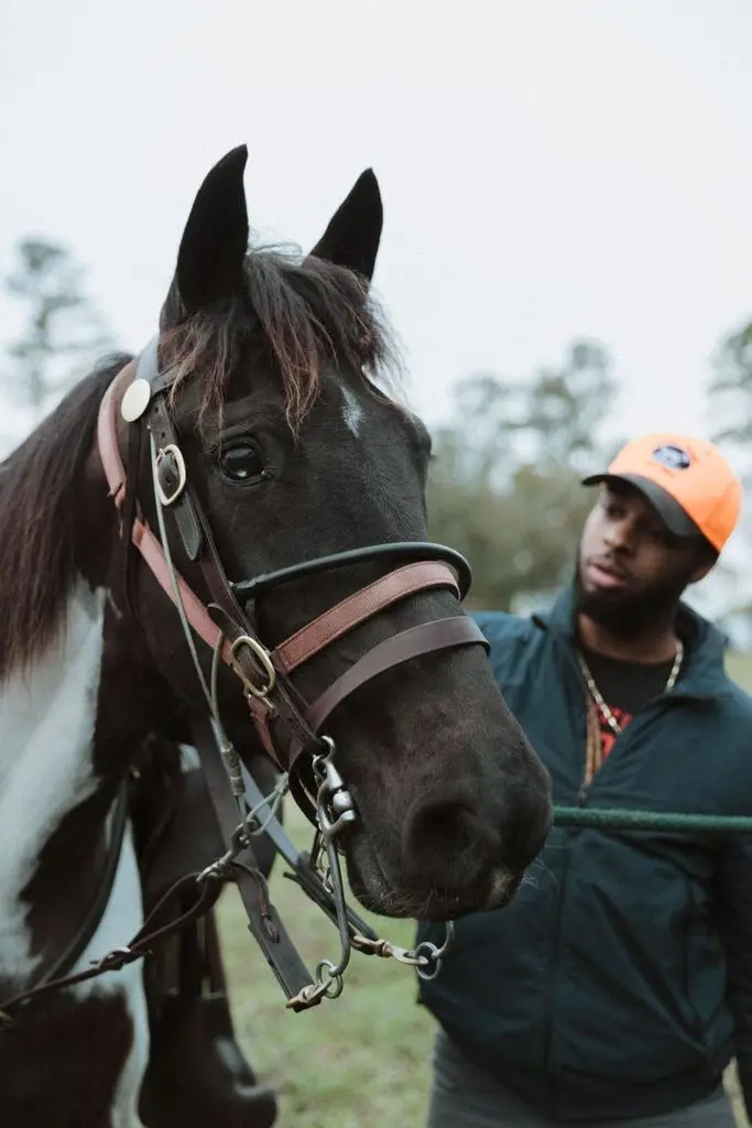 Handler with a paint horse in bridle