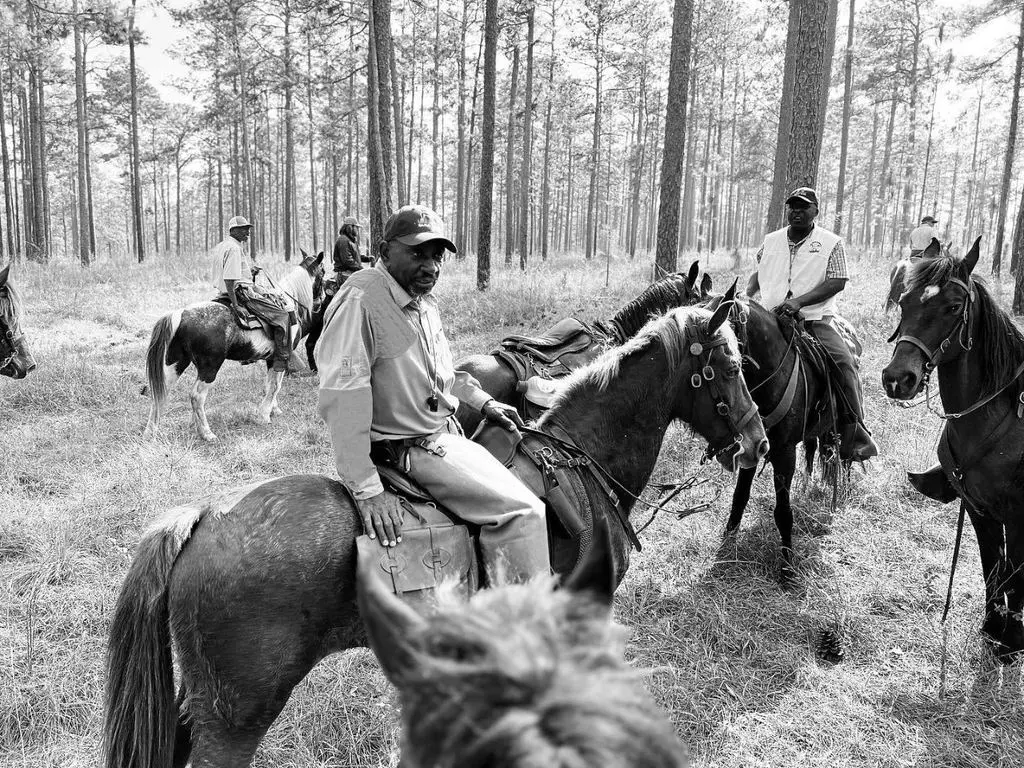 Handler on horseback in the longleaf pines