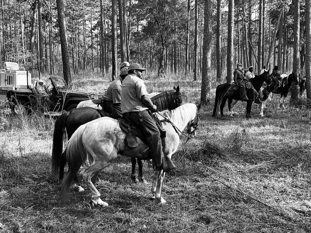 The mounted gallery gathered at the edge of the woods
